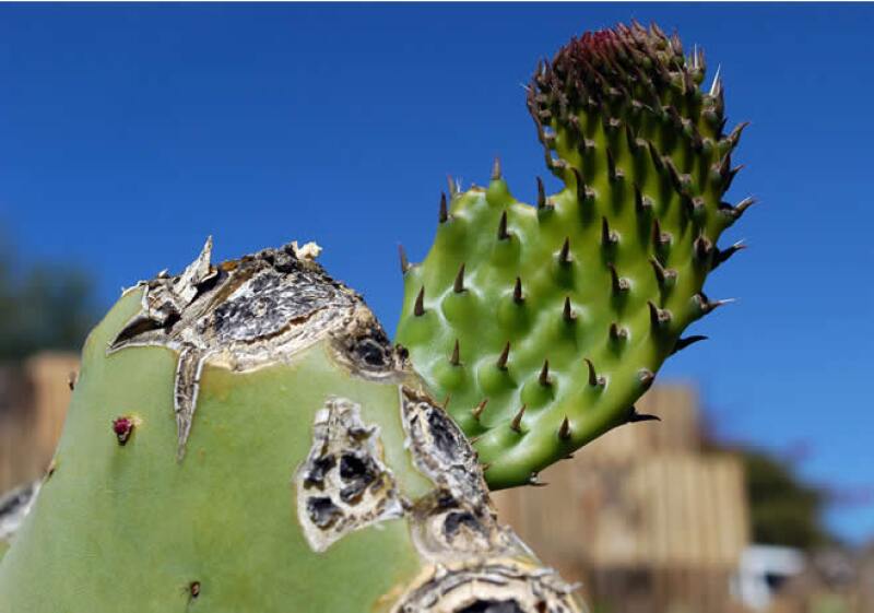 Nopal