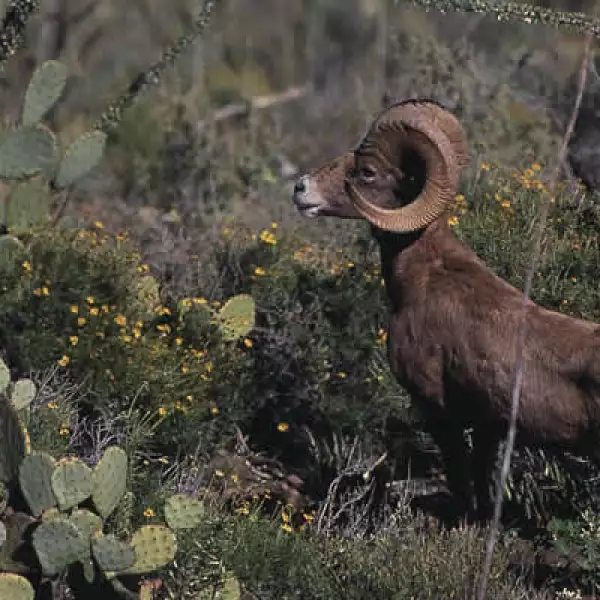 En esta región hay  gran variedad de cactáceas y especies emblemáticas como el majestuoso borrego cimarrón, mostrado en la foto, incluso hay pinturas rupestres, declaradas como Patrimonio de la Humanidad.