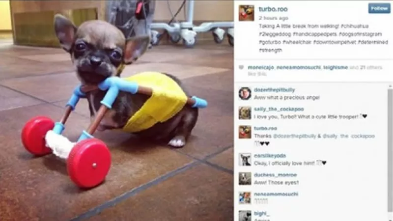 Turbo, chihuahua, instagram