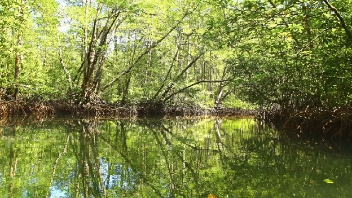 manglar
