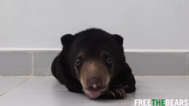 oso bebe free the bears