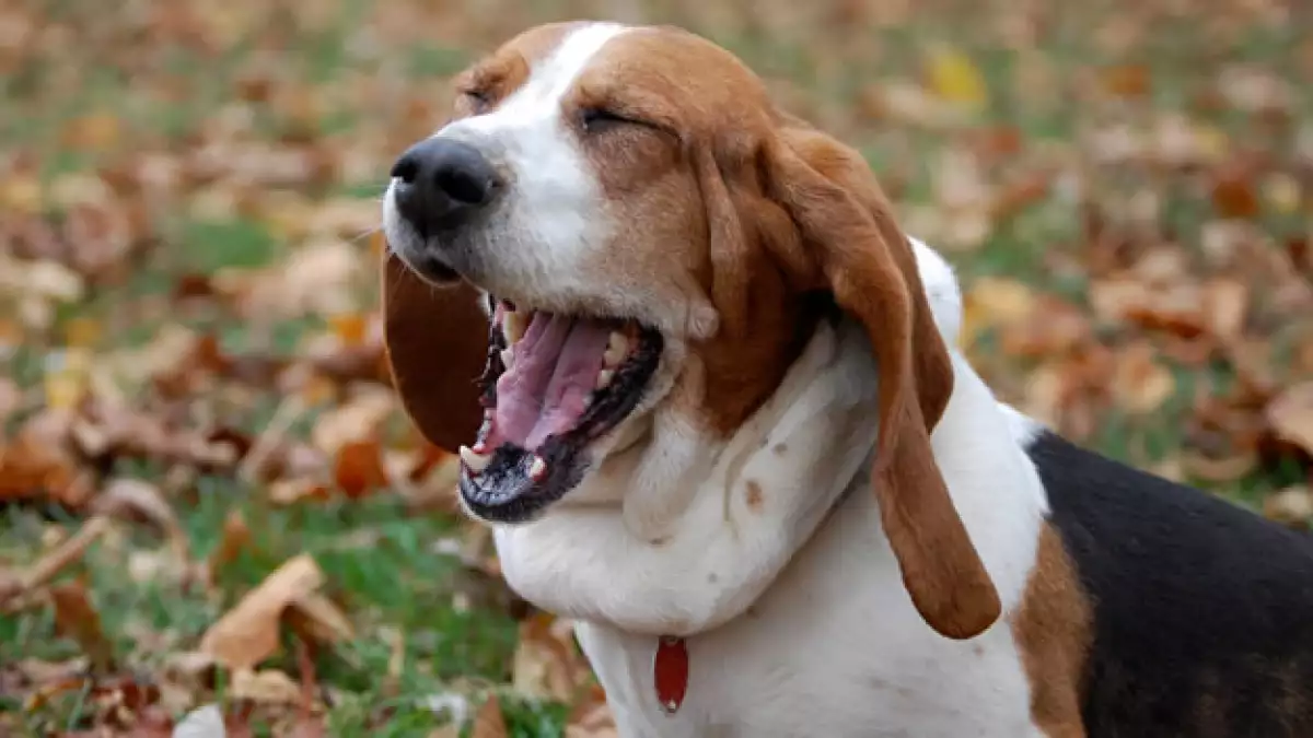 El mal aliento y la fractura de dientes son señales para identificar problemas dentales en los perros.