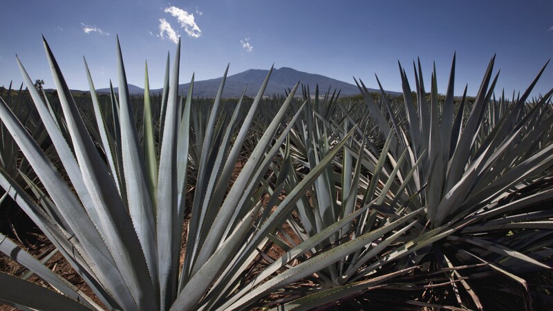 Reyes del agave