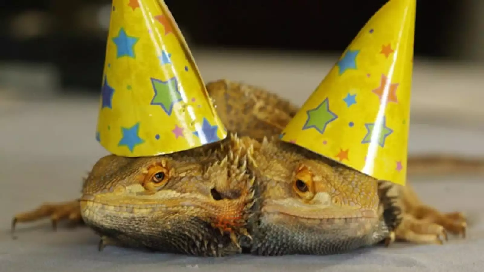 Animales con dos cabezas