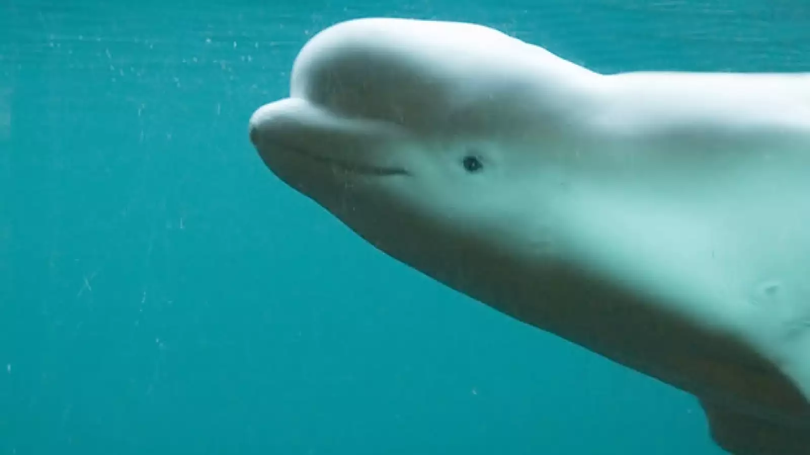 beluga