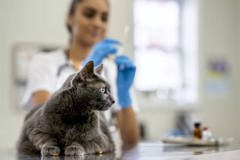 Veterinarian Preparing to Give a Cat a Vaccination