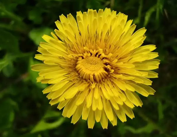 La raíz, los pétalos y las hojas del diente de león son usados para desintoxicar y limpiar el cuerpo.