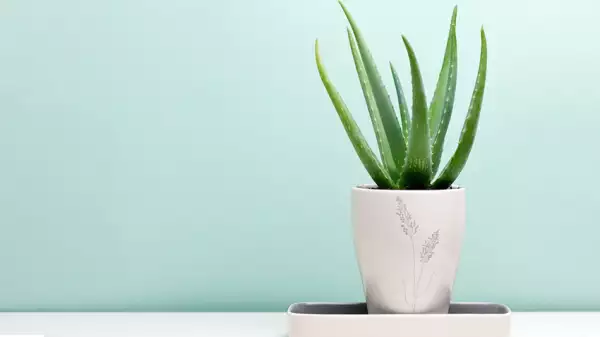 Aloe Vera