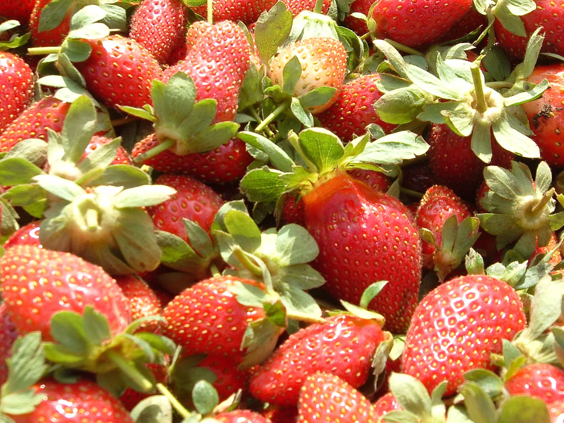 Fresas campo 