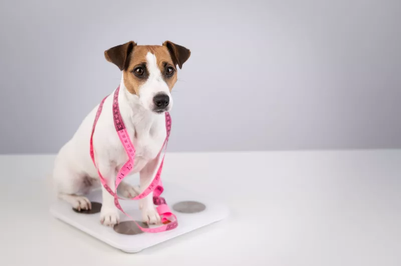 mascotas-sobrepeso-tips