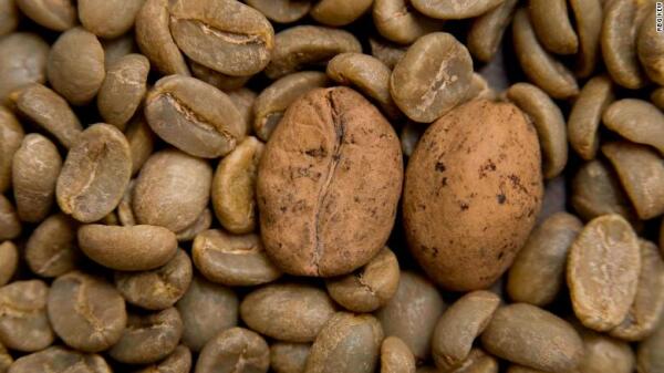Grano de café