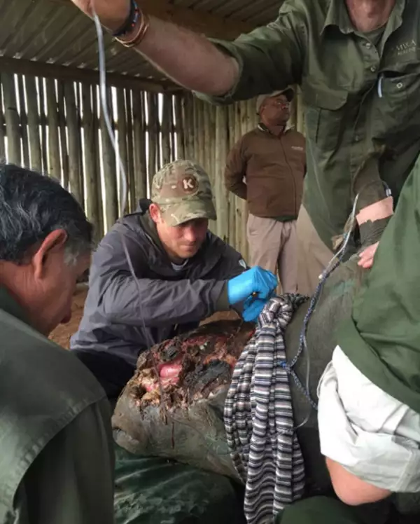 Harry estuvo hombro con hombro de veterianarios para curar a los rinocerontes.
