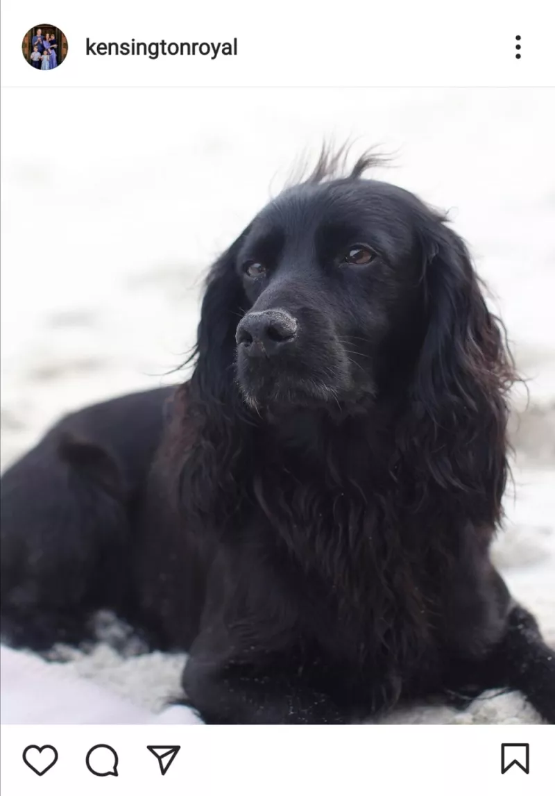 Lupo 