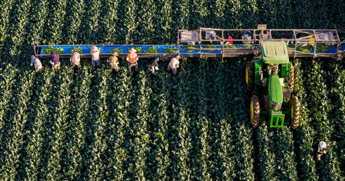 T-MEC: EL CAMPO MEXICANO, BAJO LA LUPA POR TRABAJO FORZOSO