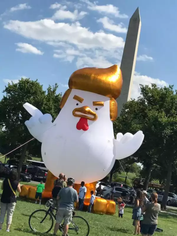 pollo
