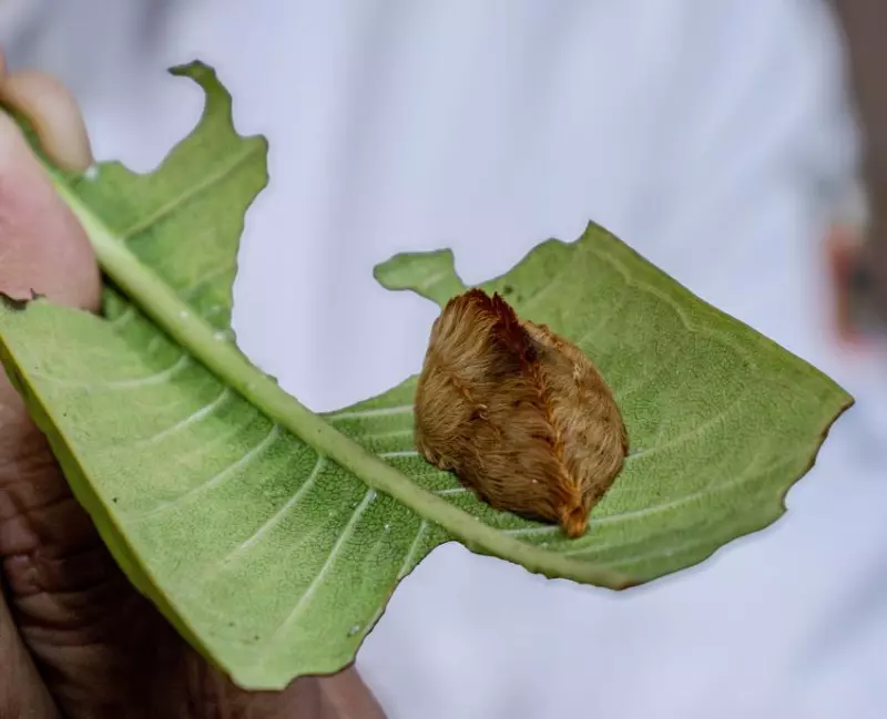 Tocar una oruga peluche da un "dolor intenso equiparable a sufrir una fractura", ¿qué tan peligrosa es?