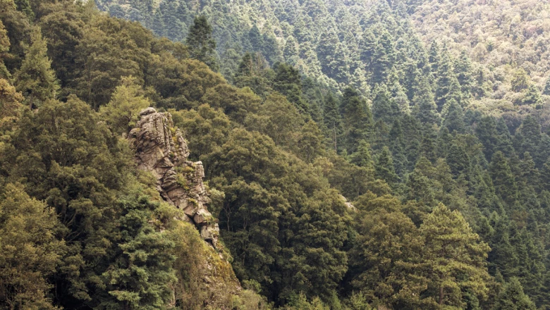 Recuperar los bosques para vivir