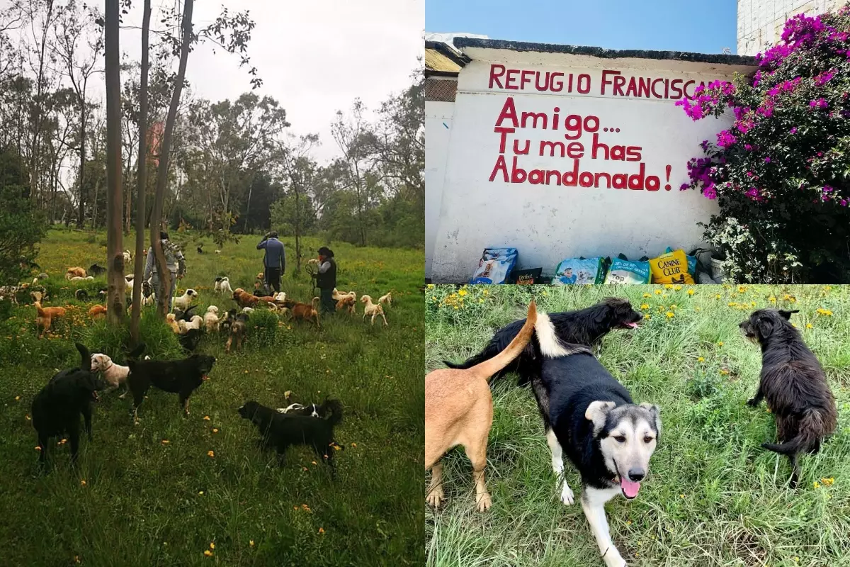 perros-cdmx.jpg