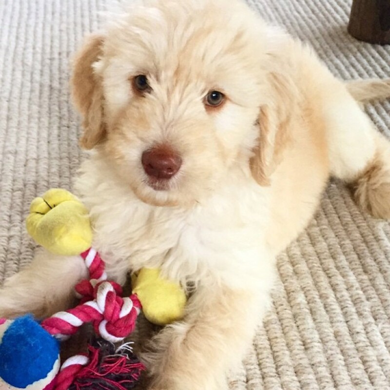 Este hermoso perrito conquistó el corazón de la familia Hemsworth-Pataky.