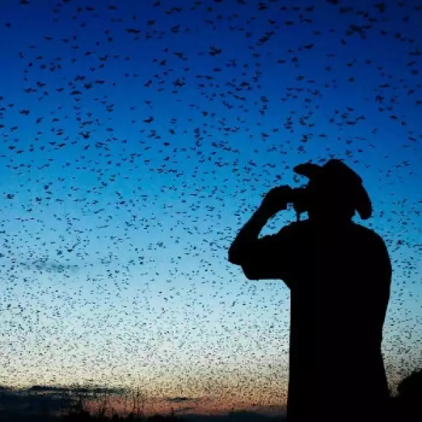 Kasanka bat migration, Zambia