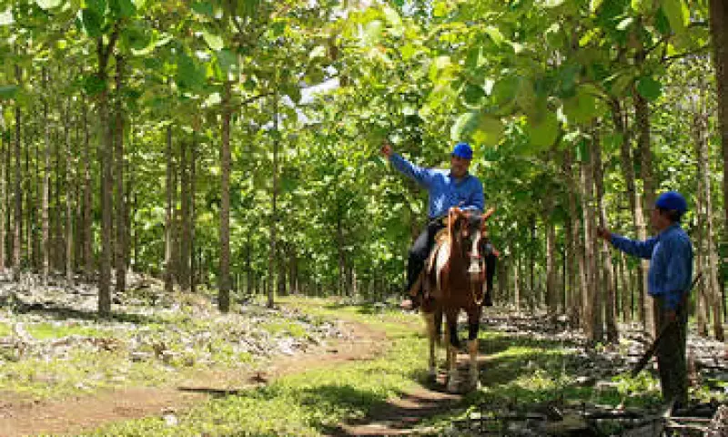 Proteak Uno está certificada como el sistema más robusto a nivel mundial para el aseguramiento de prácticas forestales sustentables. (Foto: Cortesía Proteak Uno)