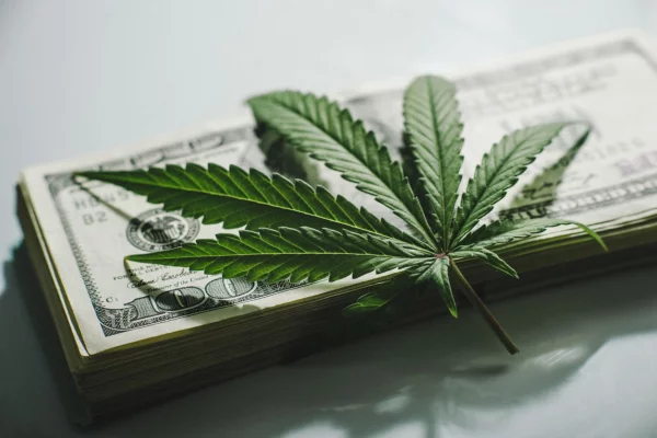 180822 marihuana is Yarygin.jpg