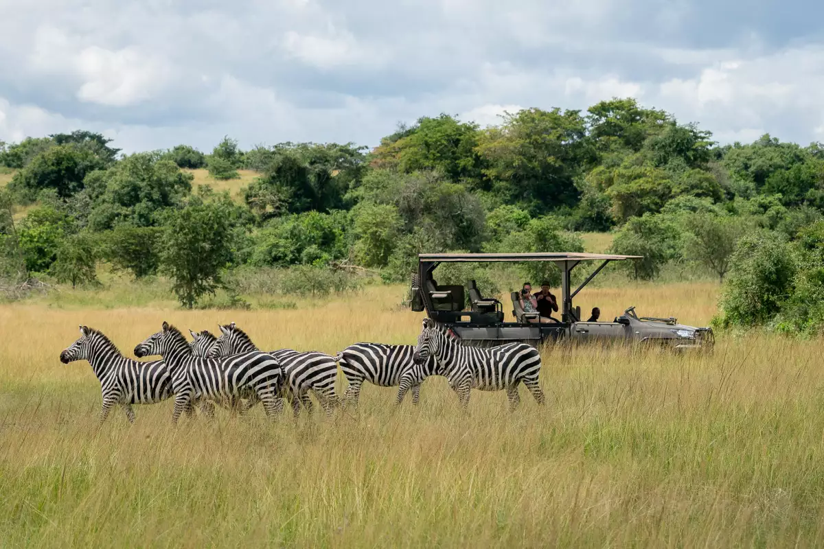 Zebras paseando frente un camion de safari en Africa.