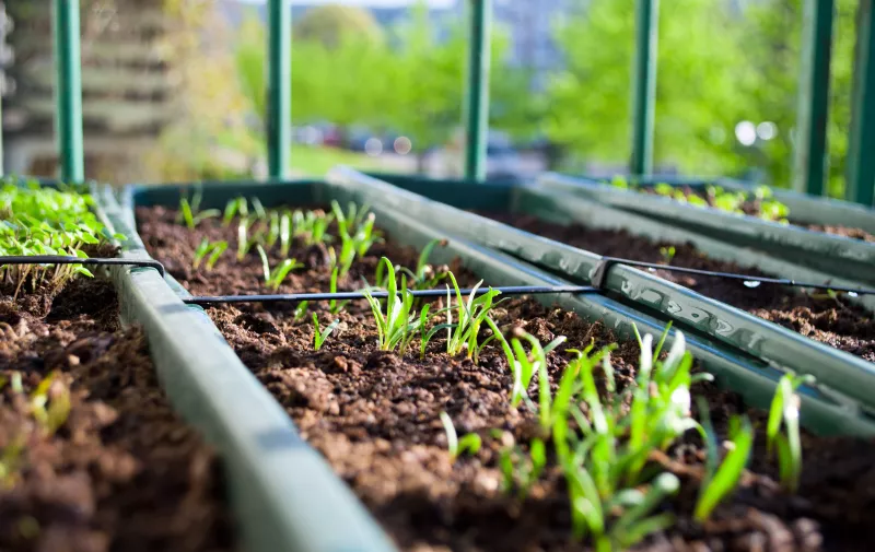 Seedlings are growing in plant boxes