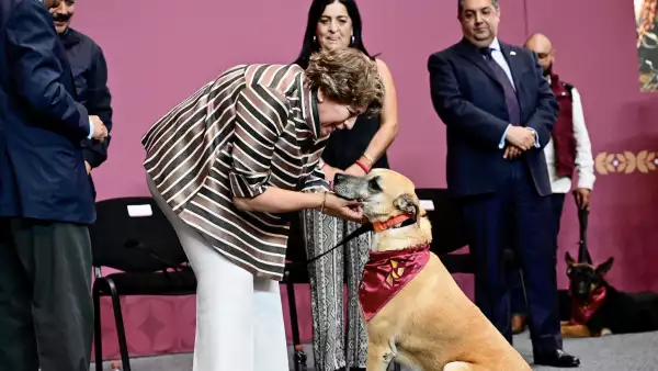 programa rescate perros callejeros edomex.jpg