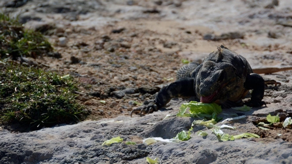 iguana negra