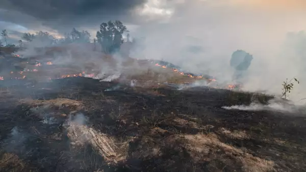 Bosque - incendio