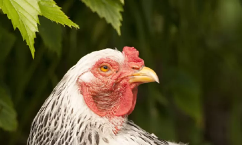 La Profeco mantiene un operativo de vigilancia para evitar abusos en el precio del huevo. (Foto: Getty Images)
