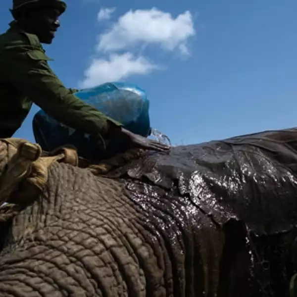 Traslado de elefante en Kenya