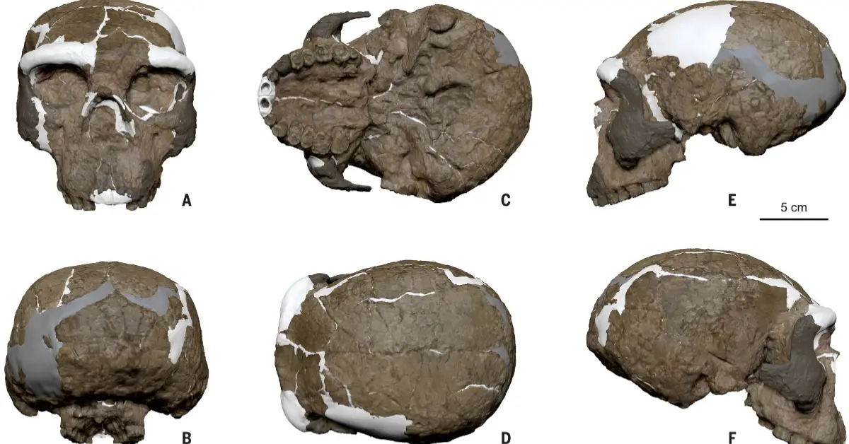 craneo-yunxian2-homo-sapiens.jpg