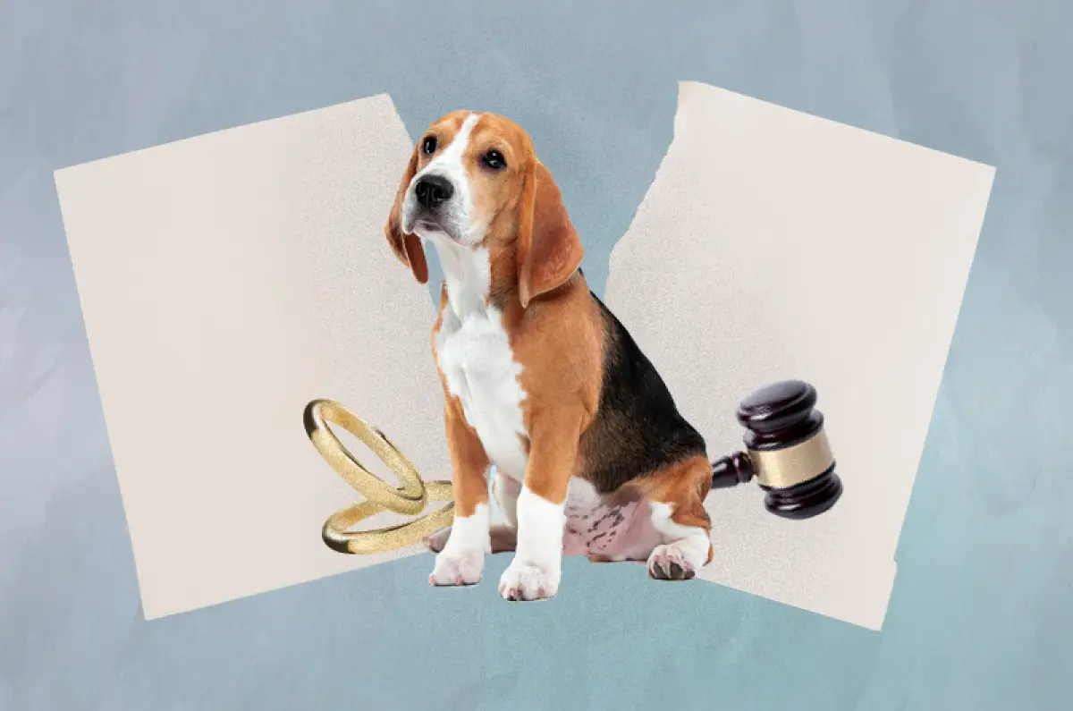 Perros-perrijos-divorcio