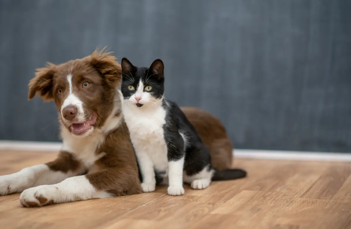 beneficios-esterilizar-mascotas