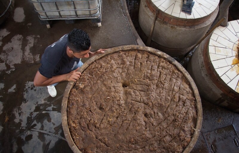 Fermentación del agave