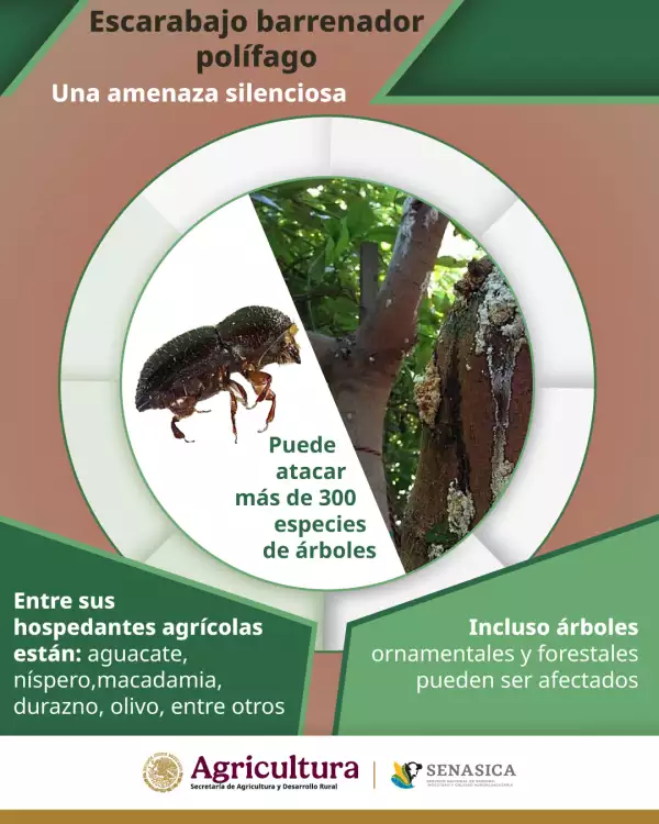 escarabajo-barrenador.jpg