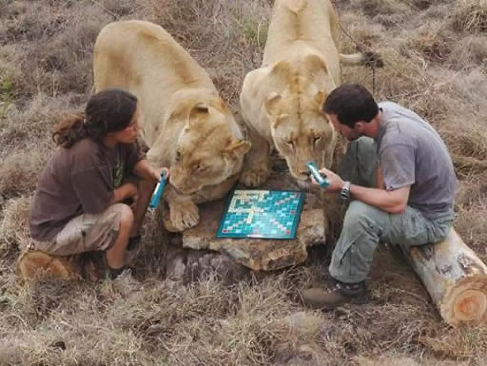 Kevin Richard y Helga van der Merwe jugaron una extraordinaria partida de Scrabble en Sudáfrica e invitaron a los leones Meg y Amy a unirse al juego. Todos los participantes demostraron que no necesitan mesa para jugar.