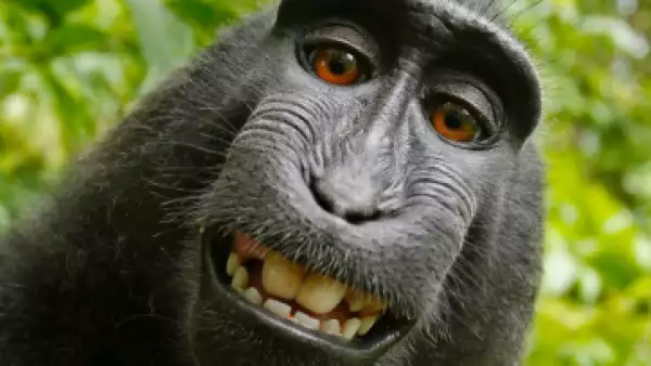 La polémica (y simpática) fotografía que originó la demanda. (Foto: David Slater/ Cortesía)