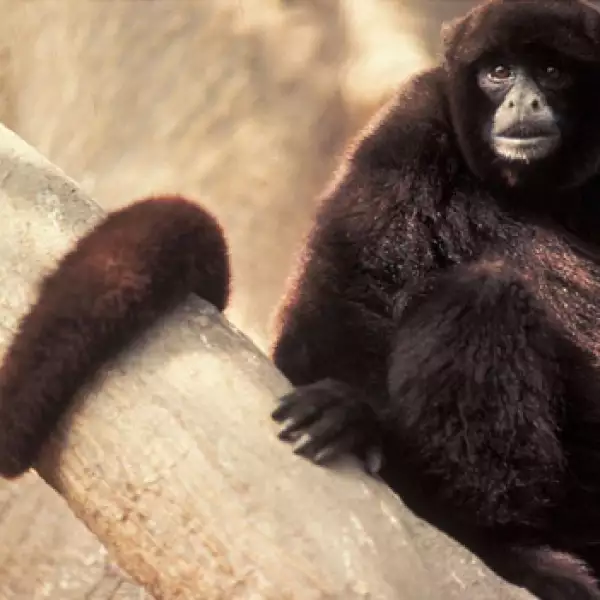 La mitad de los primates en el mundo en riesgo de extinción