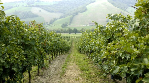 Cooperativa Cantine Riunite