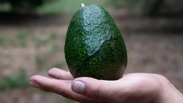 Producción Aguacates-8