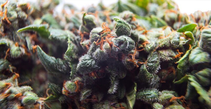 Marihuana