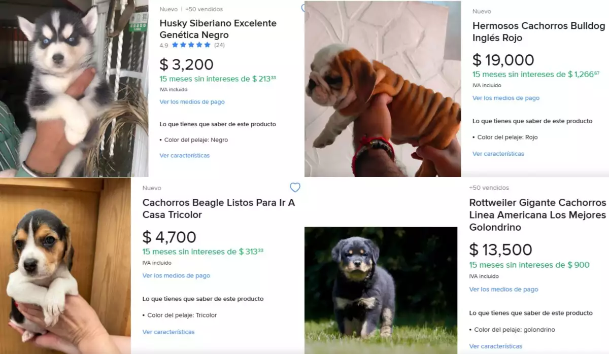 cachorros Mercado Libre CDMX.jpg