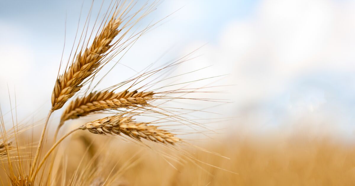 The G7 agrees to address the “wheat war” and put pressure on the Russian economy The G7 agrees to address the “wheat war” and put pressure on the Russian economy