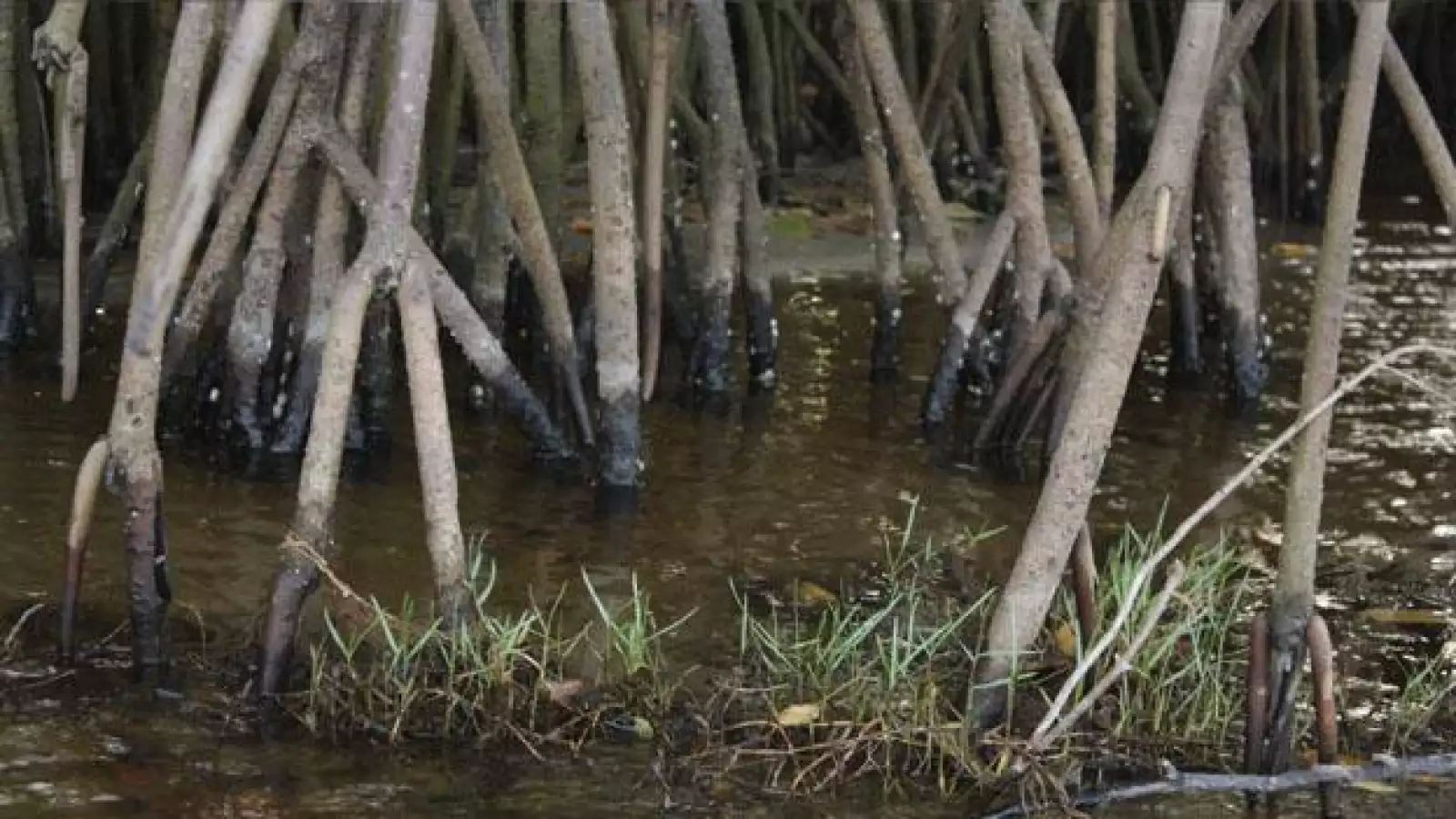 Los manglares son los riñones del planeta