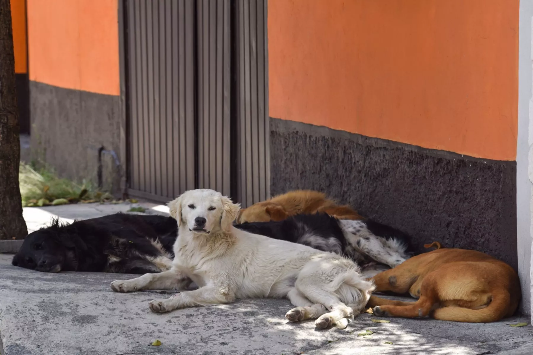 perros-de-la-calle-