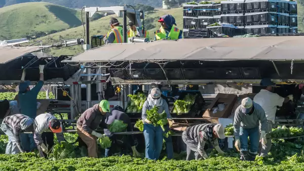campo agricultura