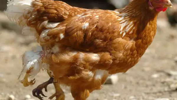 gallina
